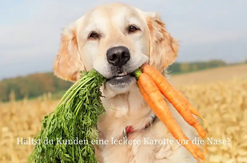 karotte vor nase halten